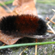 Image for article titled Five Winter Predictors That Are Even Dumber Than a Groundhog